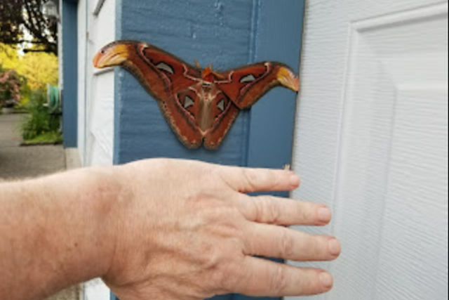 <p>An atlas moth, one of the world’s largest moths, is seen in contrast to a man’s hand on a garage door in Bellevue, Washington </p>