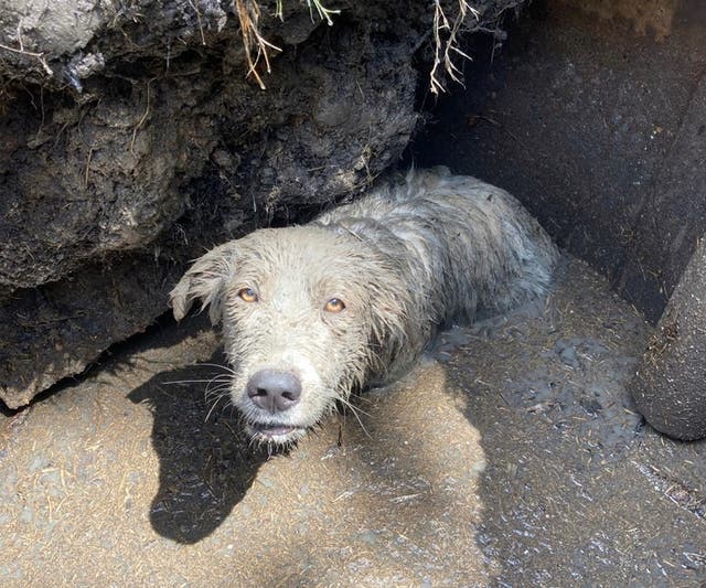 <p>A puppy was rescued after being found stuck up to its chest in mud in sinkhole in Texas</p>