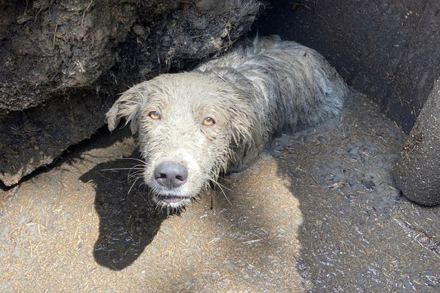<p>A puppy was rescued after being found stuck up to its chest in mud in sinkhole in Texas</p>