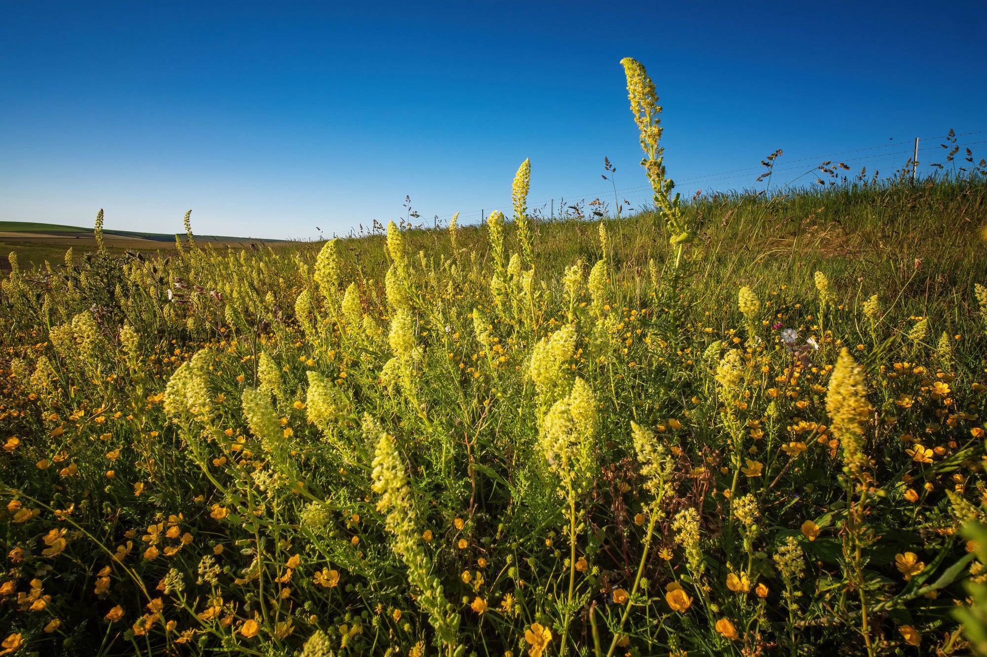 Wildflowers in South Downs National Park (South Downs National Park Trust/PA Wire)
