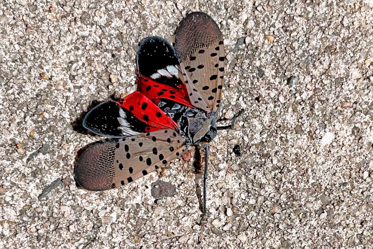 https://static.independent.co.uk/2022/08/19/12/Stomp_Spotted_Lanternflies_14641.jpg?width=1200&height=800&crop=1200:800
