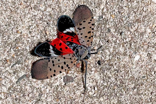 Stomp Spotted Lanternflies