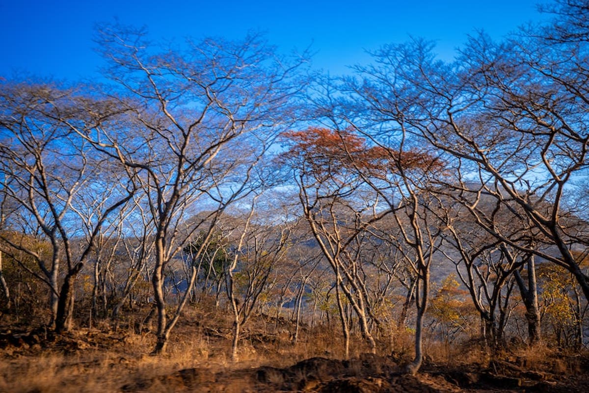 Zimbabwe’s indigenous San community wants legal rights over ancestral lands Zimbabwe’s indigenous San community wants legal rights over ancestral lands