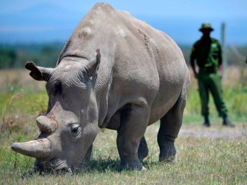 Numbers of white rhino in Africa plummeted by almost 12 per cent