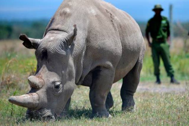<p>Numbers of white rhino in Africa plummeted by almost 12 per cent</p>