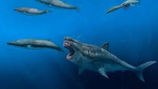 New study suggests ancient megalodon could eat whole whales in a few bites