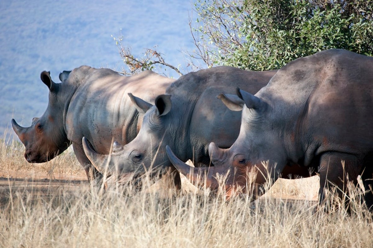 Uganda to reintroduce rhinos into the wild