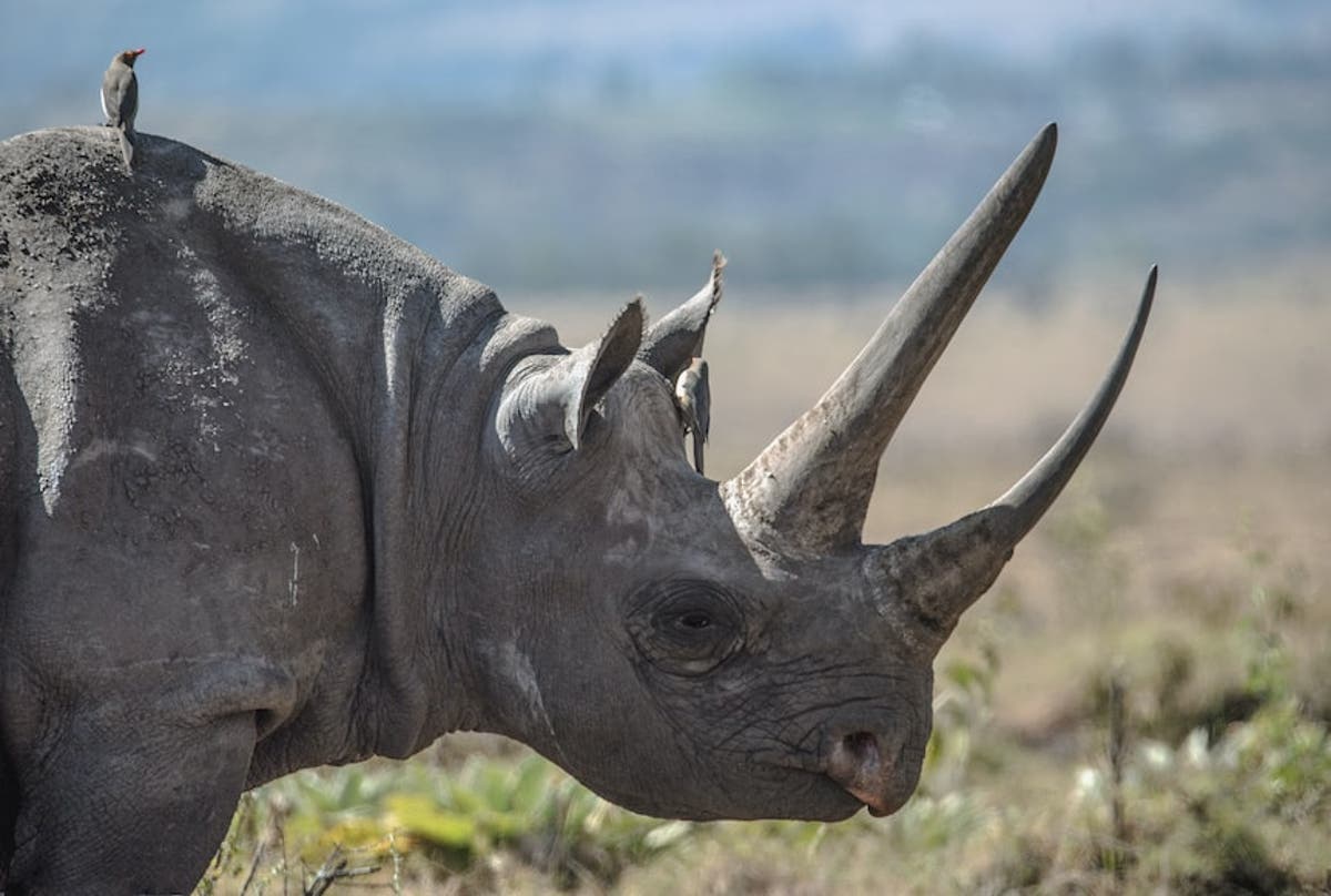 Botswana&rsquo;s Department of Wildlife criticises report on rhino poaching