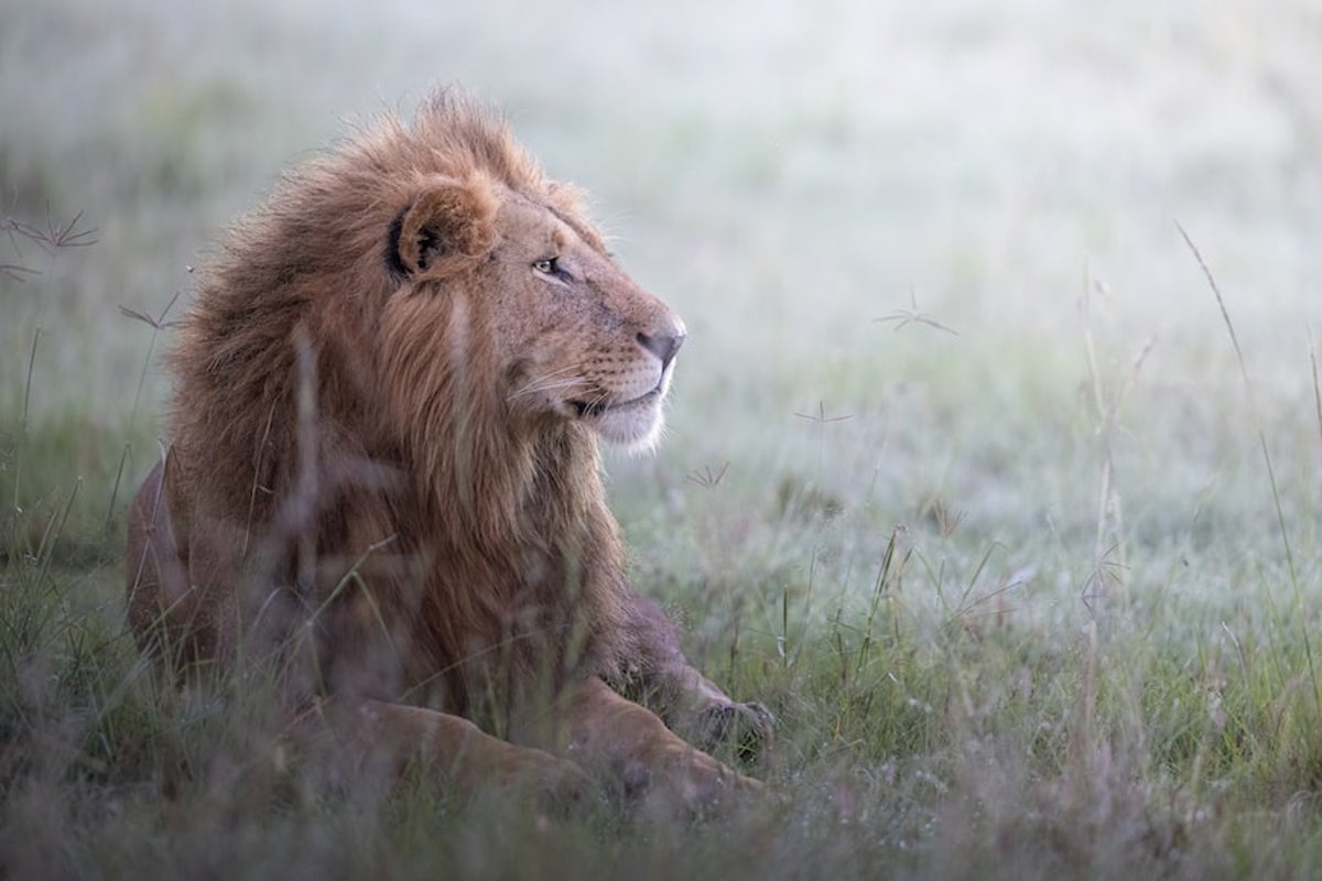 Tech warns villagers of nearby lions to cut livestock losses