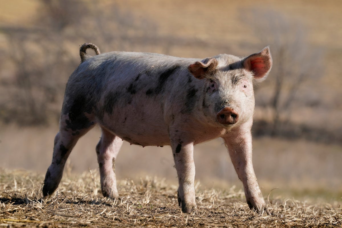 California pig welfare rule delays frustrate small farmers
