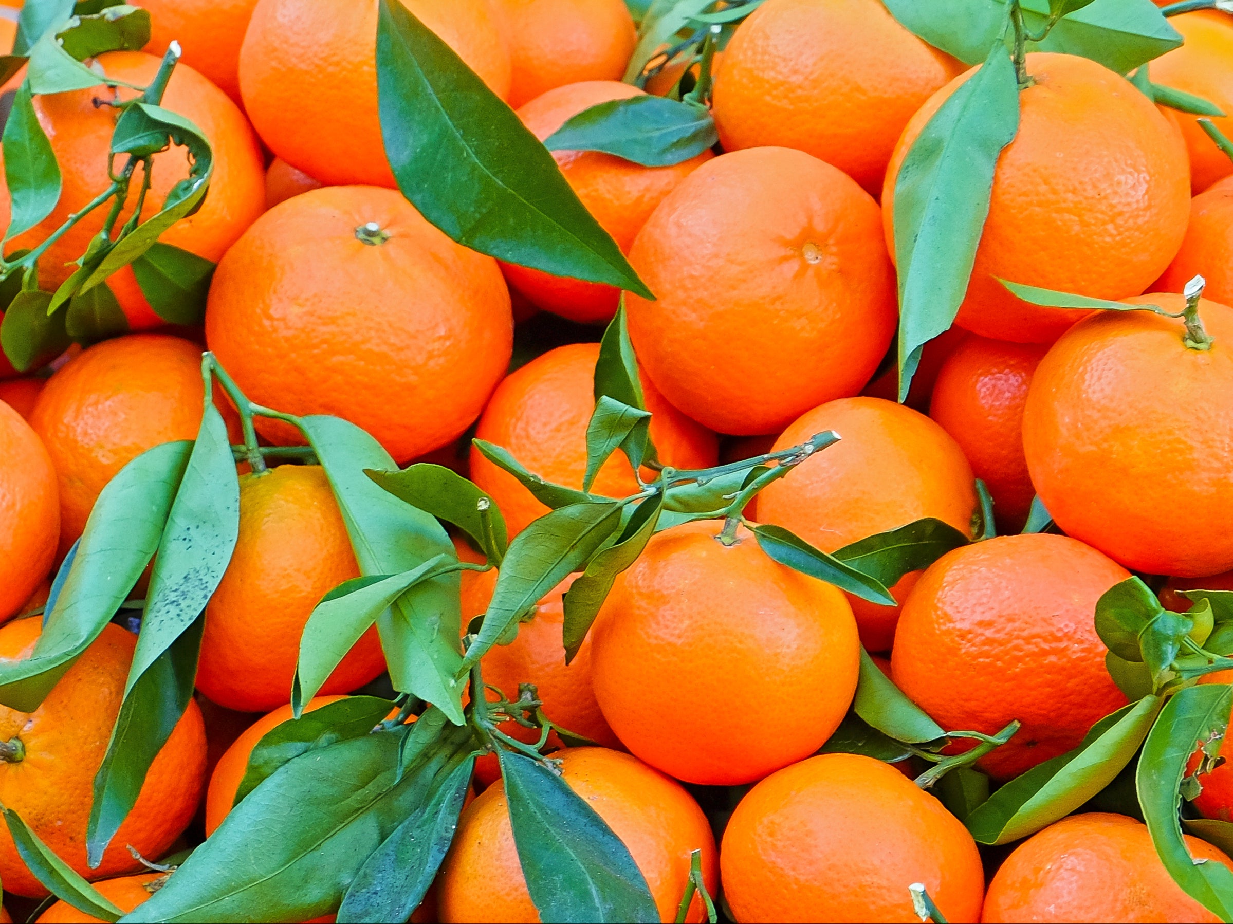 Oranges are often coated with wax containing insect resins to ensure they last longer on supermarket shelves