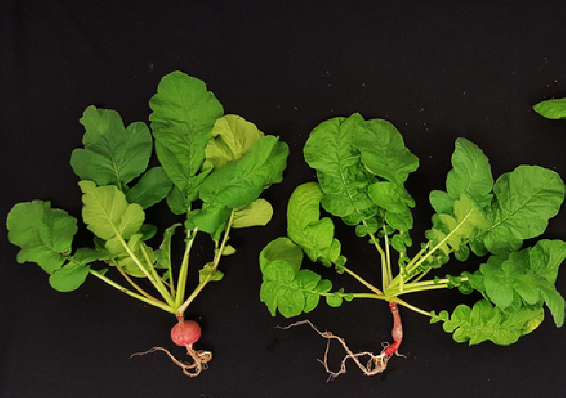 <p>Growth of radish plants in alfalfa treated basaltic regolith simulant soil </p>