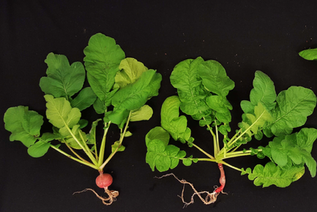 <p>Growth of radish plants in alfalfa treated basaltic regolith simulant soil </p>