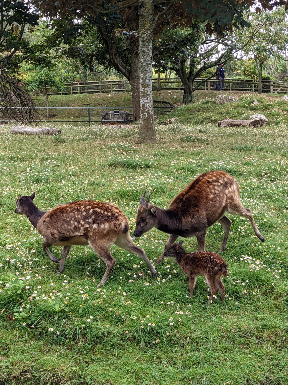 Newquay Zoo welcomes birth of endangered Philippine deer