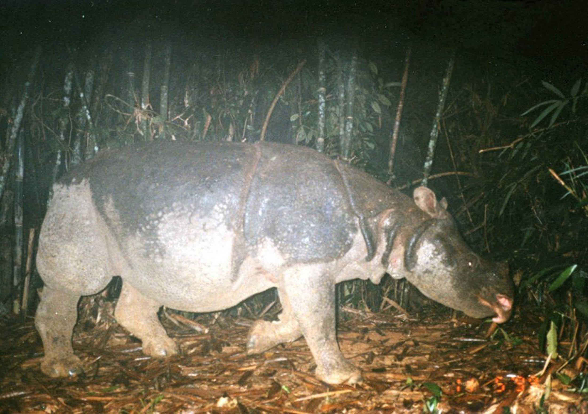 Populations of critically endangered Javan rhinos have increased since 2017 (WWF Greater Mekong/PA)