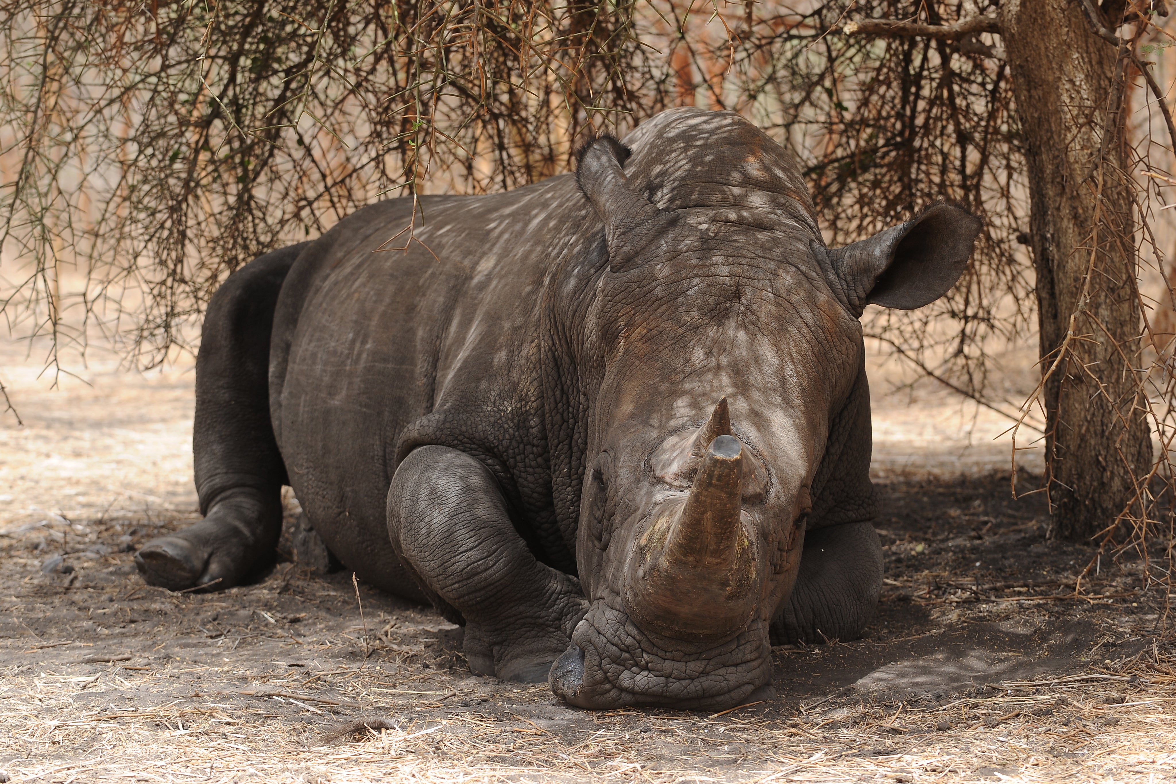 Rhino Poaching Declines, But Animals Still Threatened