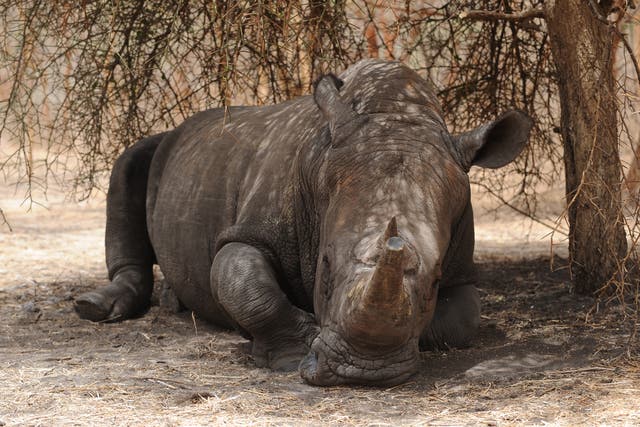 African rhino (Joe Giddens/PA)