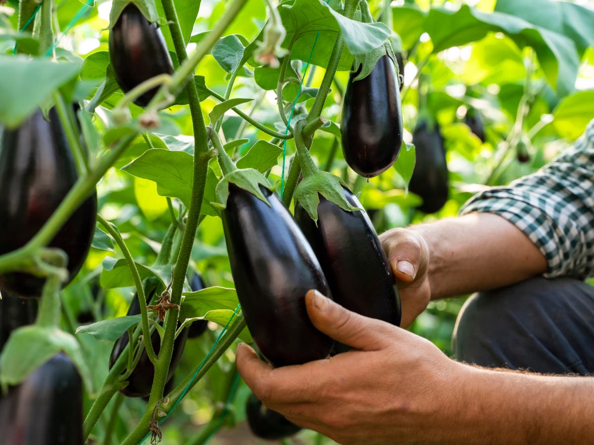 Too Large For Love: Channel 4 documentary about people with &lsquo;extra-large penises&rsquo; to air for 40th anniversary