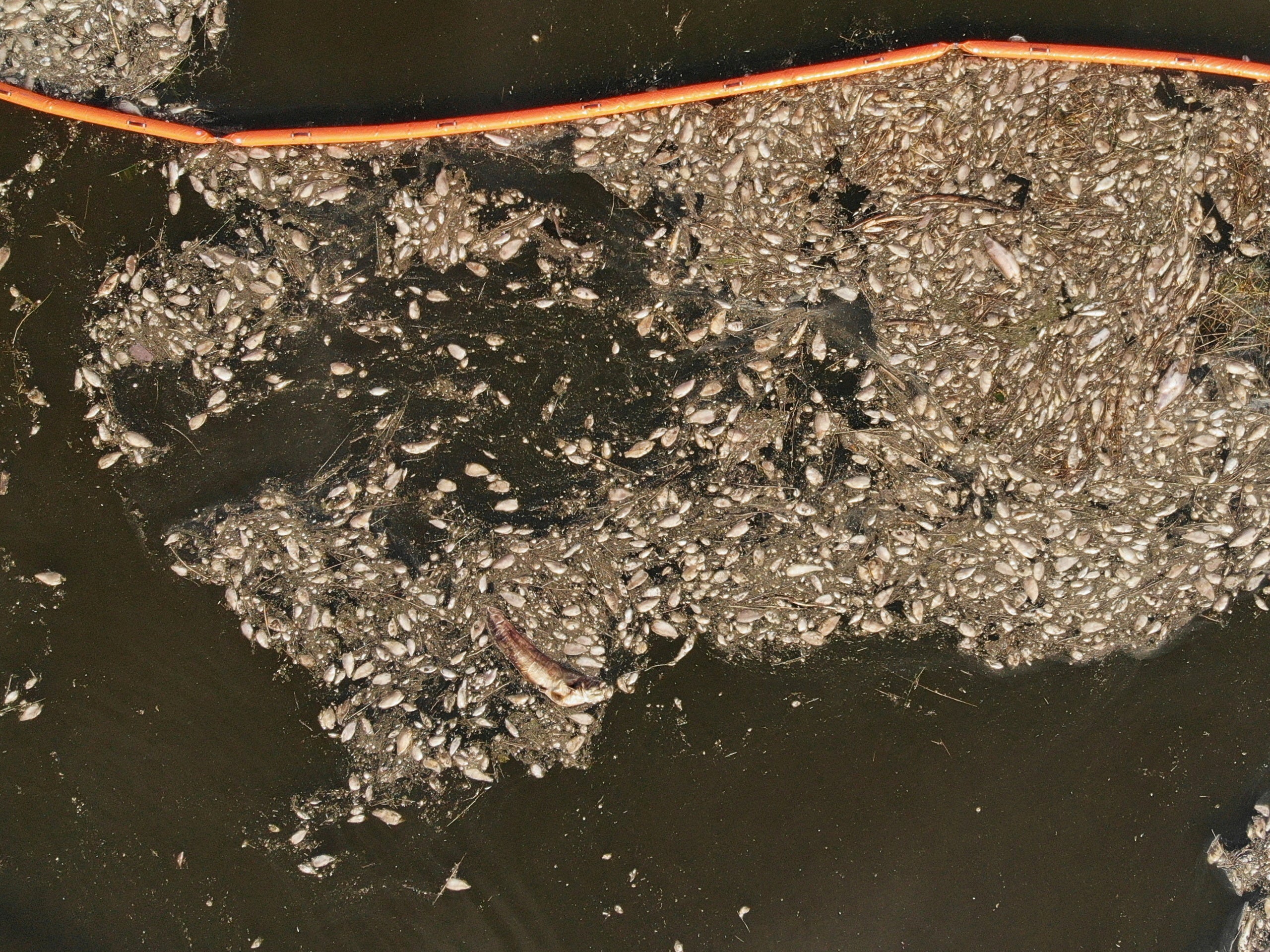 Dead fish float in the waters of the Oder near Widuchowa, Poland, on 18 August, 2022.