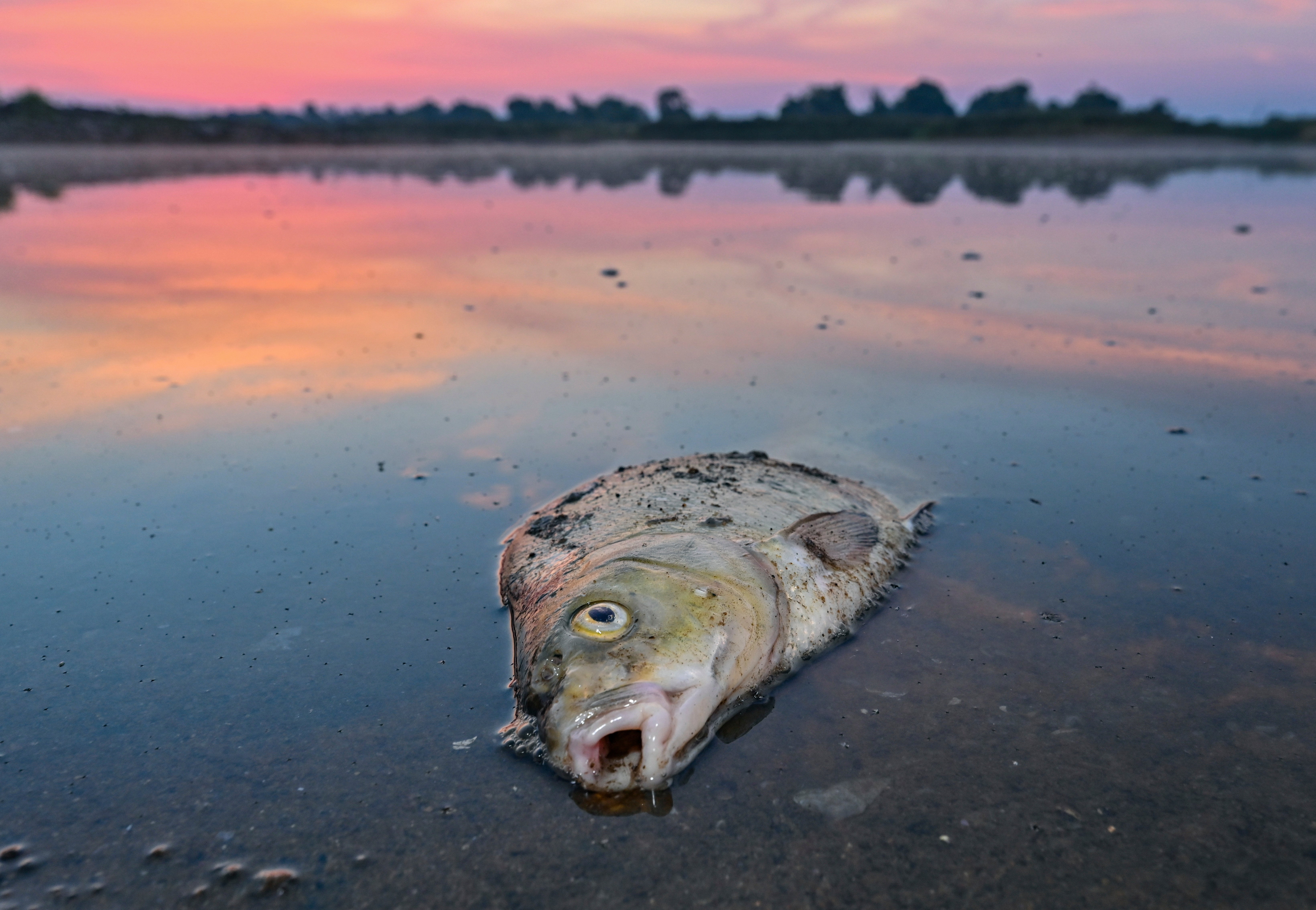 A dead fish lies in the shallow waters of the Oder River close to the border between Germany and Poland