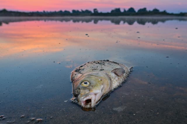 <p>A dead fish lies in the shallow waters of the Oder River close to the border between Germany and Poland</p>