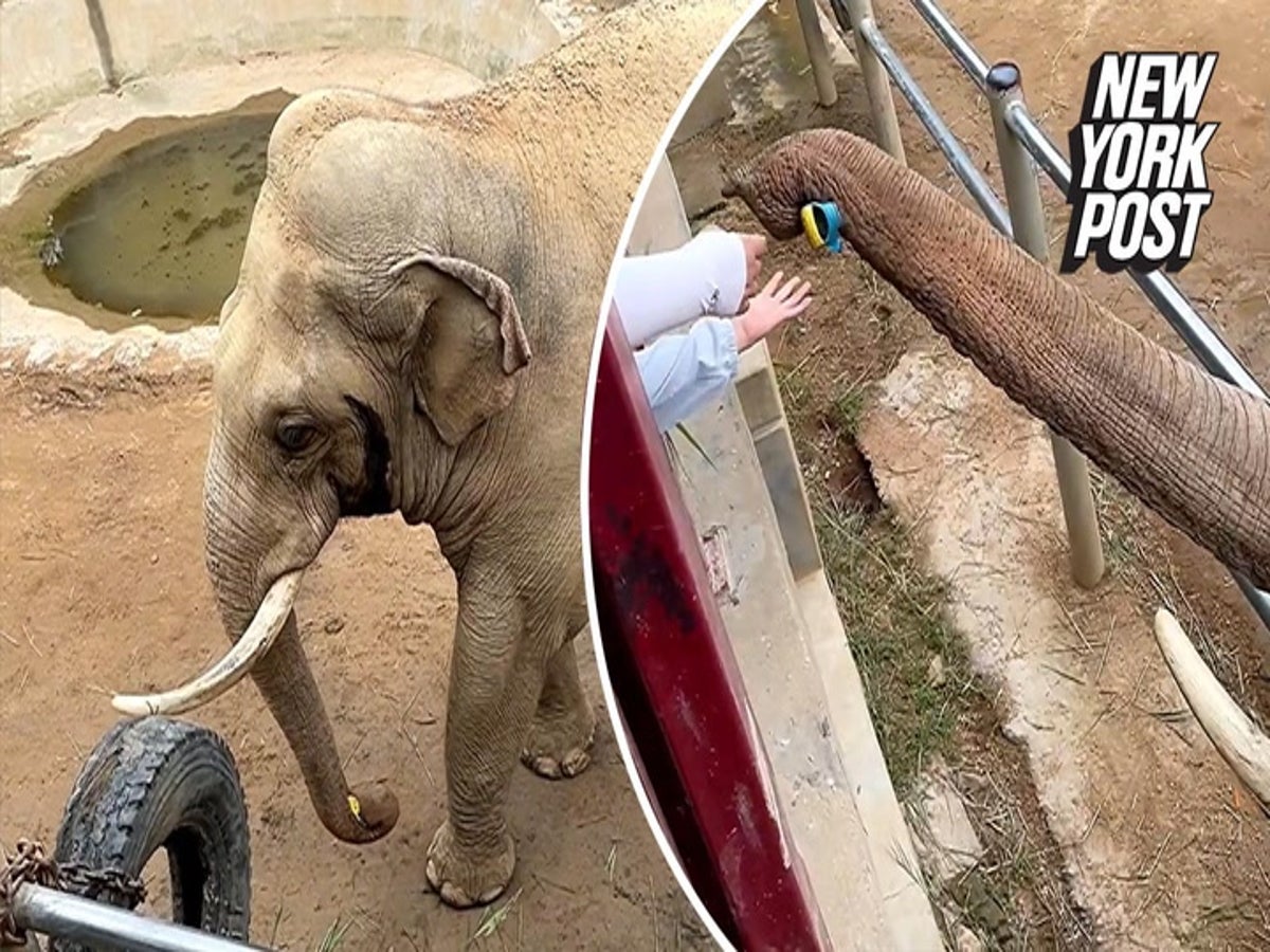 Elephant Sex Poran Video - Elephant returns child's dropped shoe from inside enclosure | Lifestyle |  Independent TV