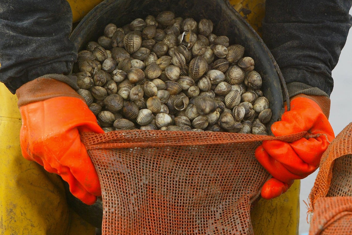 Shellfish ‘forgotten victims’ of sewage polluting UK waters say Lib ...