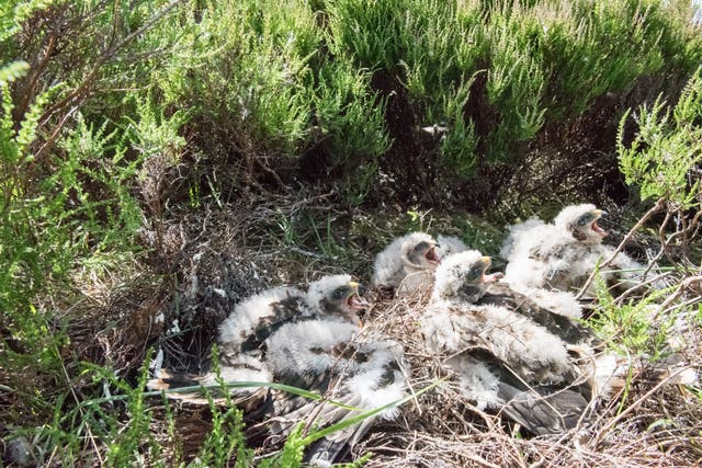 Hen Harrier chicks in the nest (Tim Melling/National Trust/PA)