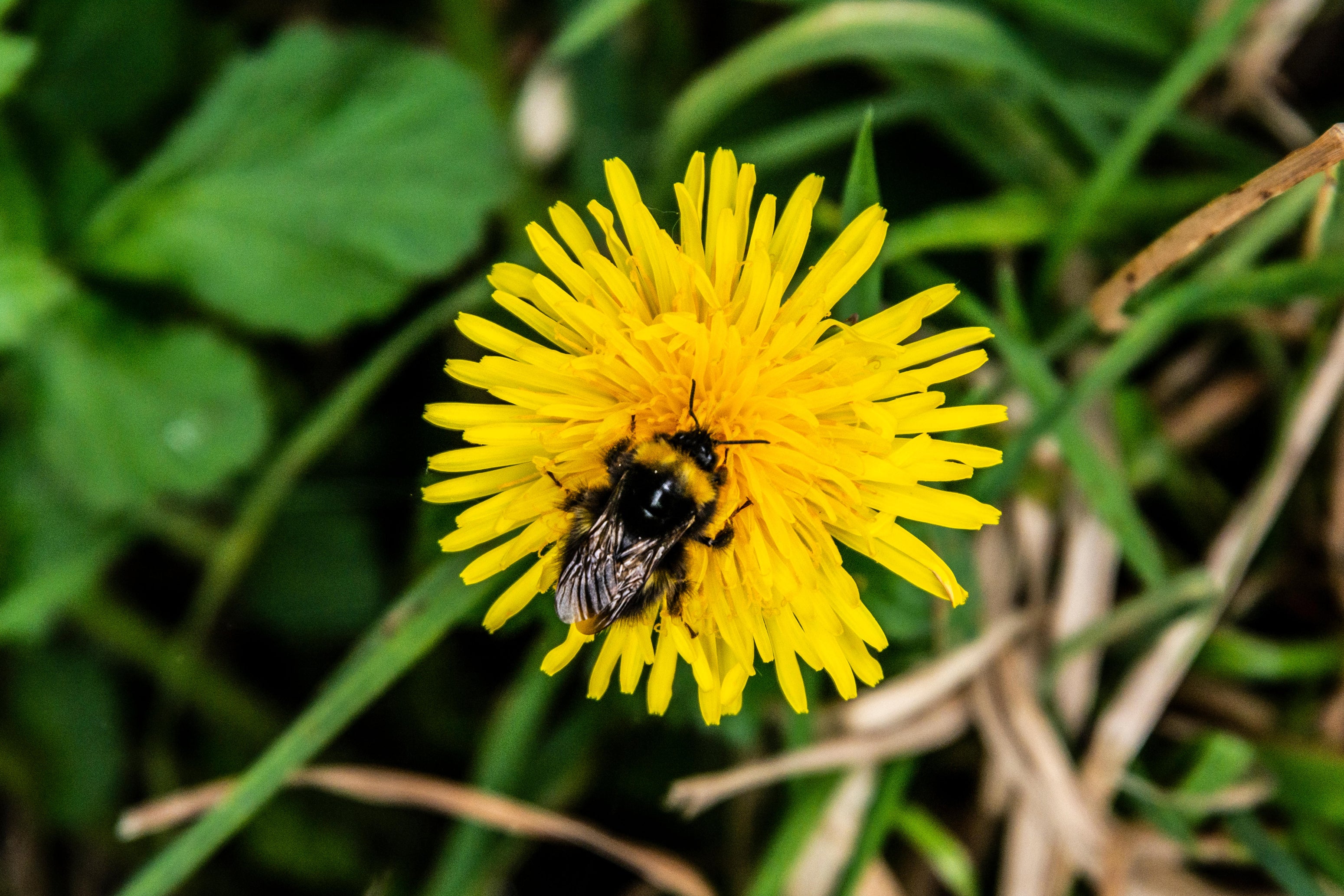 Allowing ‘weeds’ like dandelions to grow provides a welcome boosts to pollinating insects like bees