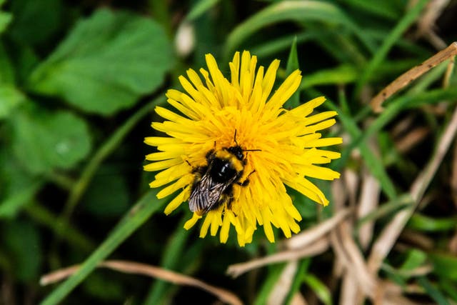 <p>Allowing ‘weeds’ like dandelions to grow provides a welcome boosts to pollinating insects like bees </p>