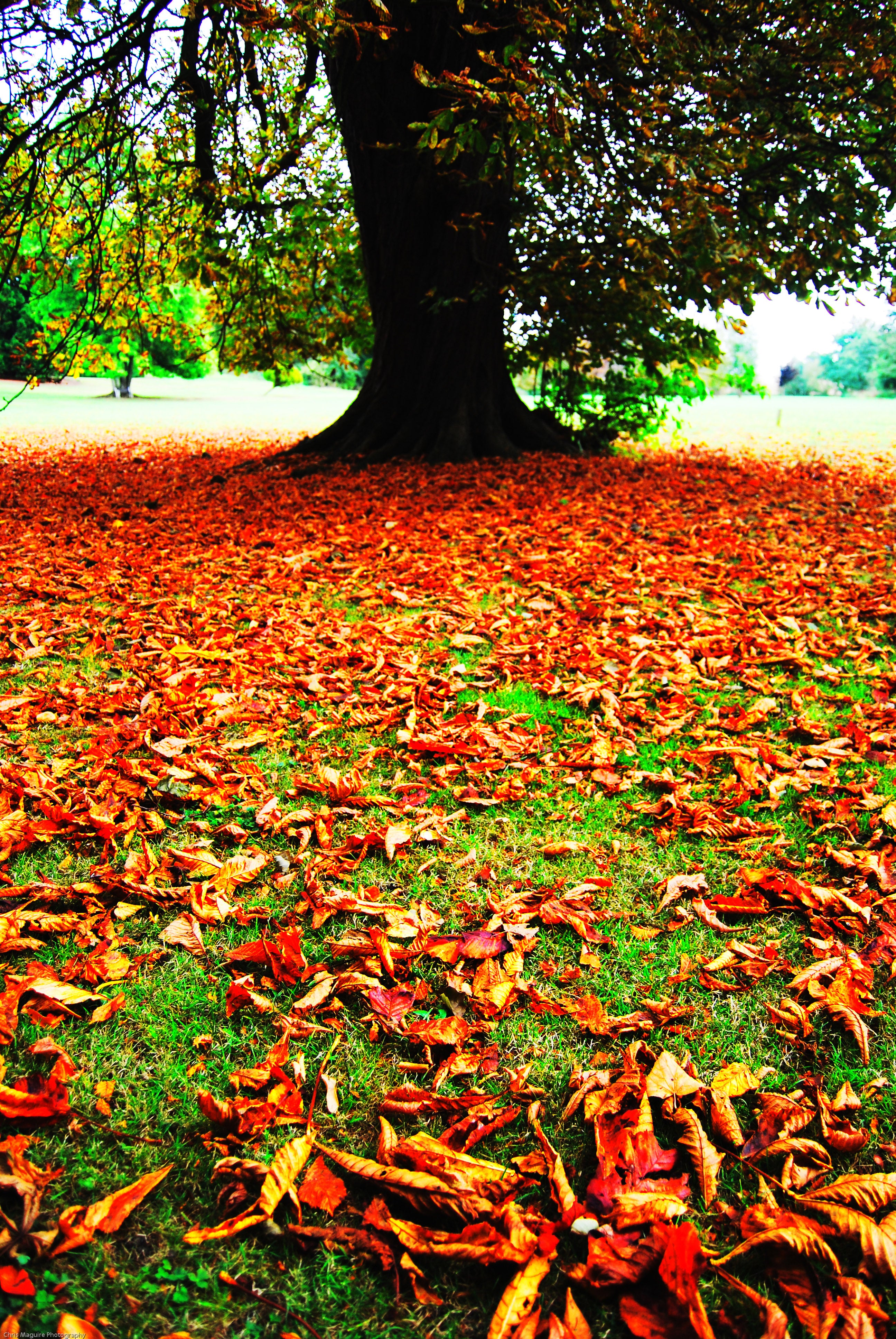 Fallen leaves have been a common sight all over the UK this summer (Terry Whittaker/ Devon Wildlife Trust)