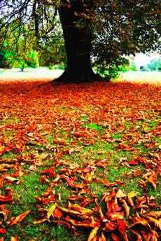 ‘False autumn’ caused by summer drought spells trouble for nature