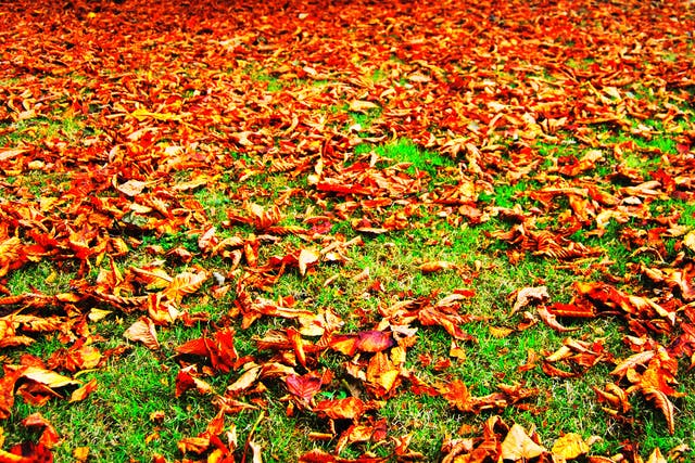 Fallen leaves have been a common sight all over the UK this summer (Terry Whittaker/ Devon Wildlife Trust)