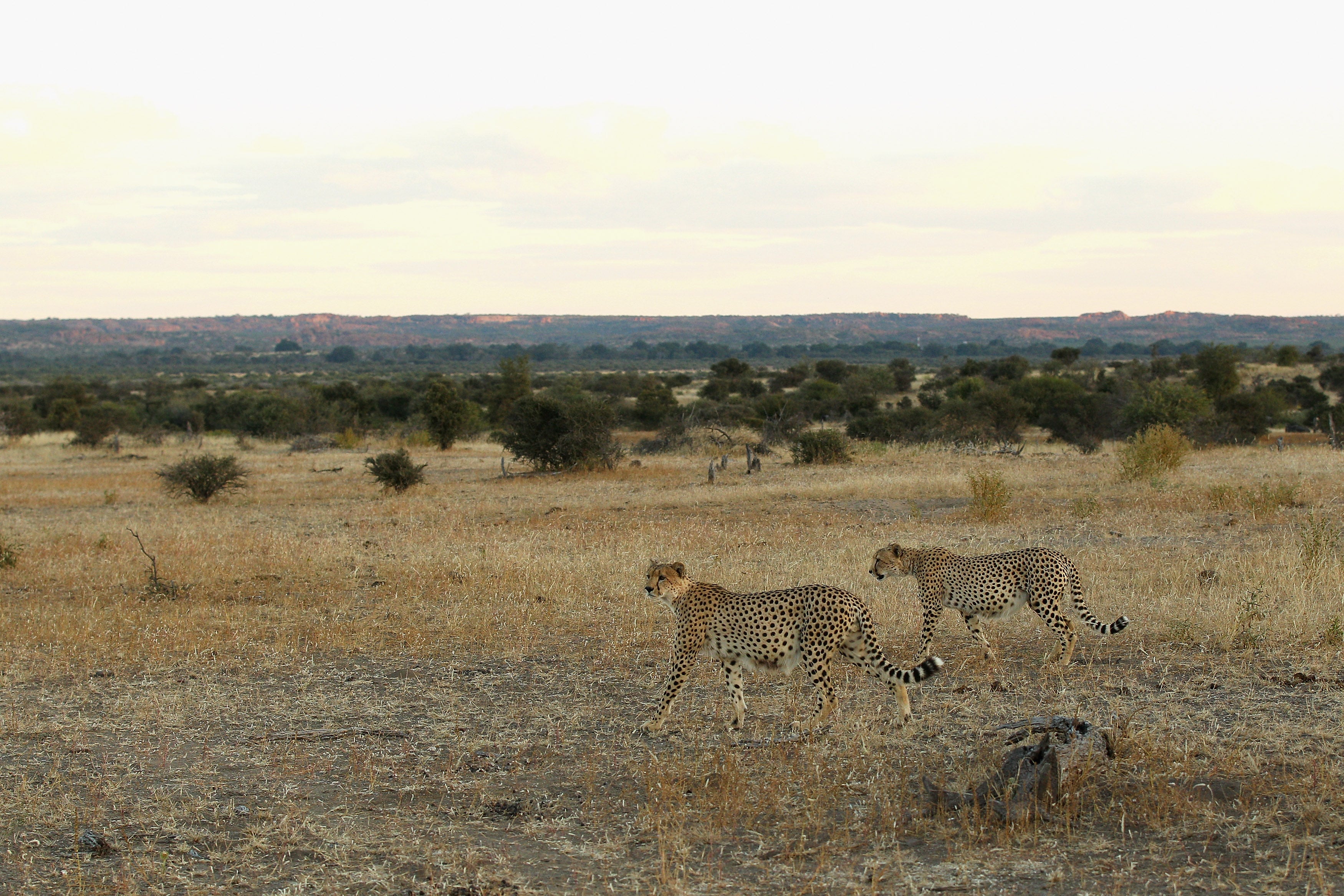 Cheetahs walk across a savannah at the Mashatu game reserve in Botswana