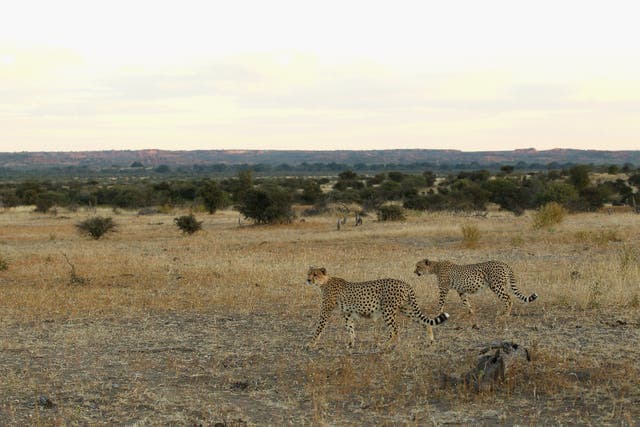 <p>Cheetahs walk across a savannah at the Mashatu game reserve in Botswana</p>