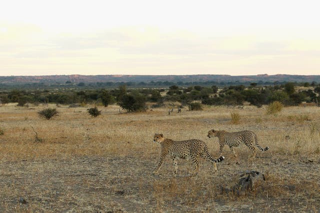 <p>Cheetahs walk across a savannah at the Mashatu game reserve in Botswana</p>