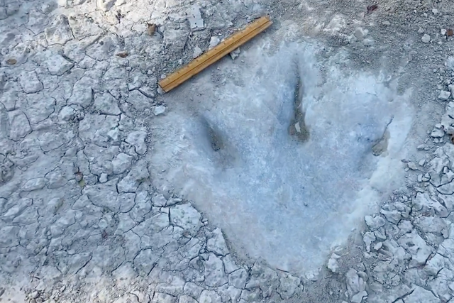 Una huella de dinosaurio revelada por la sequía en Texas