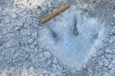 Dinosaur footprints revealed by drought from 113 million years ago