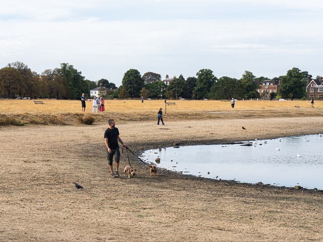 <p>Scorched grass and the near-empty pond on Wimbledon Common</p>