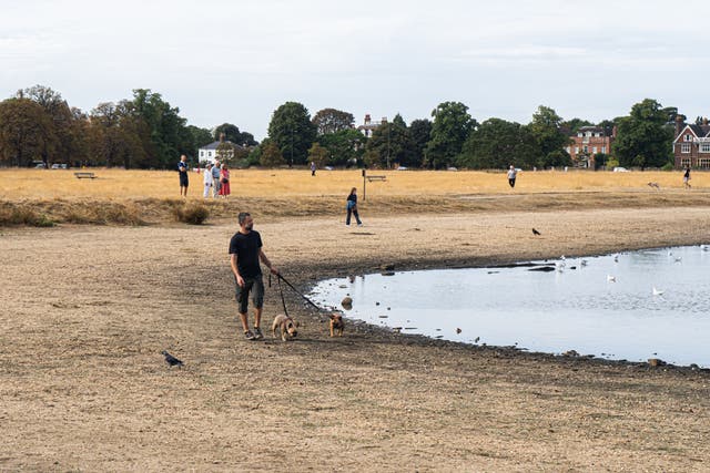 <p>Scorched grass and the near-empty pond on Wimbledon Common</p>