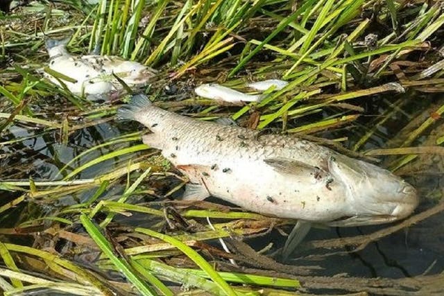 <p>Dead chub floating on the polluted waters of the once thriving River Ray in Wiltshire (Angling Trust/PA)</p>