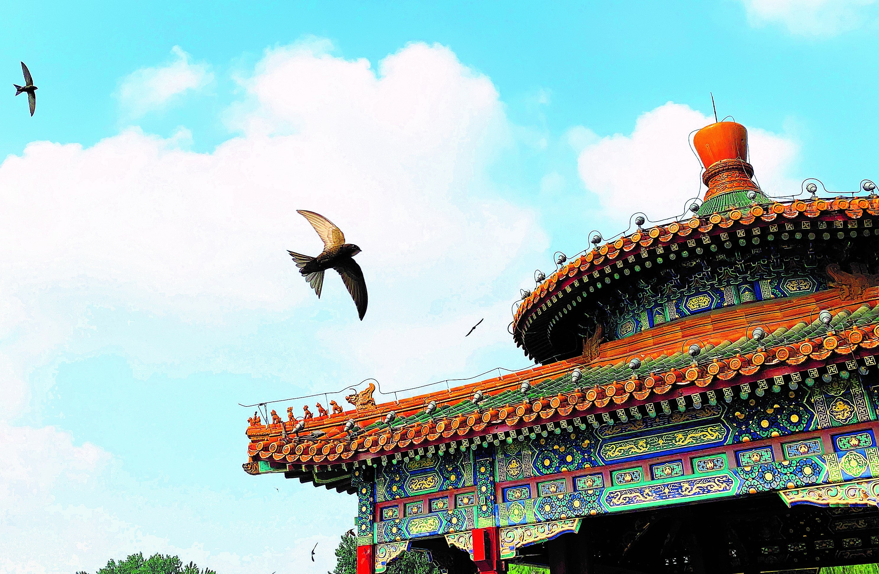 Beijing swifts are observed in Beihai Park in the Chinese capital.