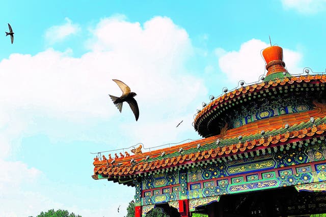 <p>Beijing swifts are observed in Beihai Park in the Chinese capital.  </p>