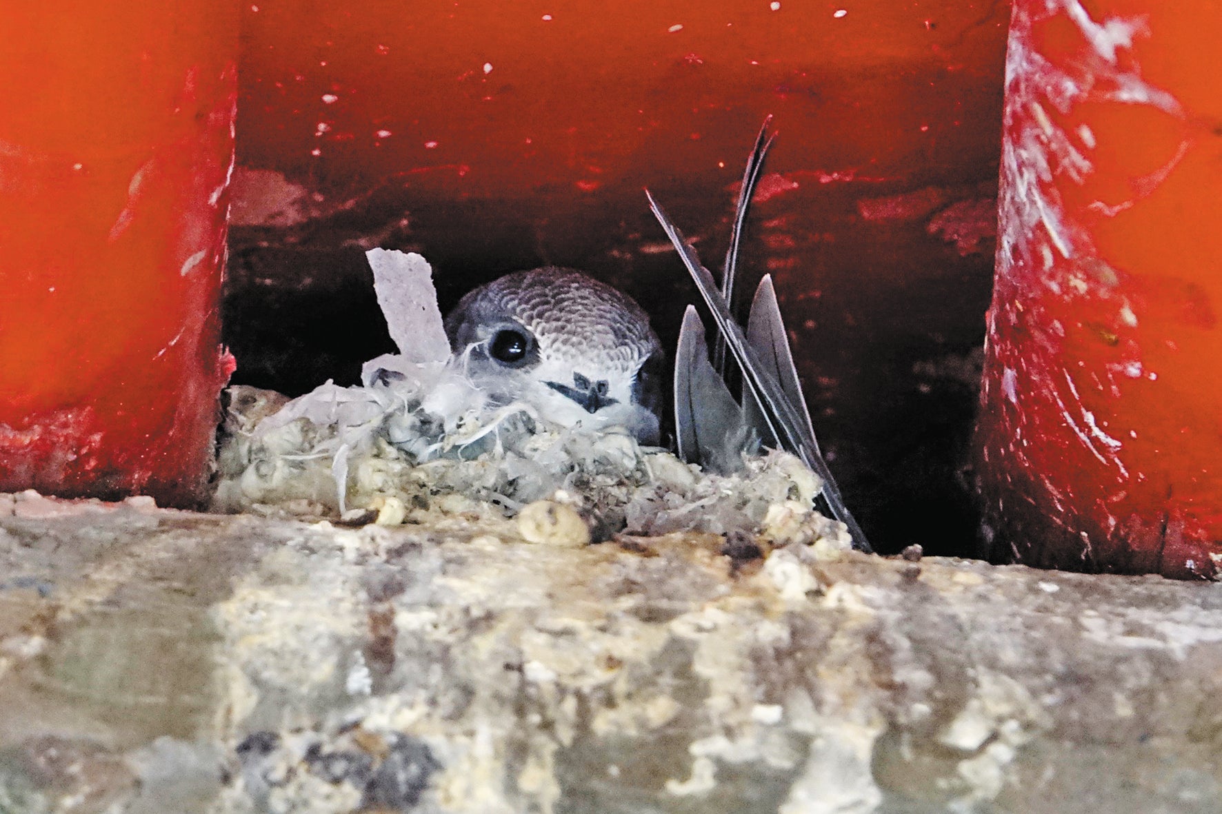 A young swift lies in a nest at an ancient building in Beihai Park.