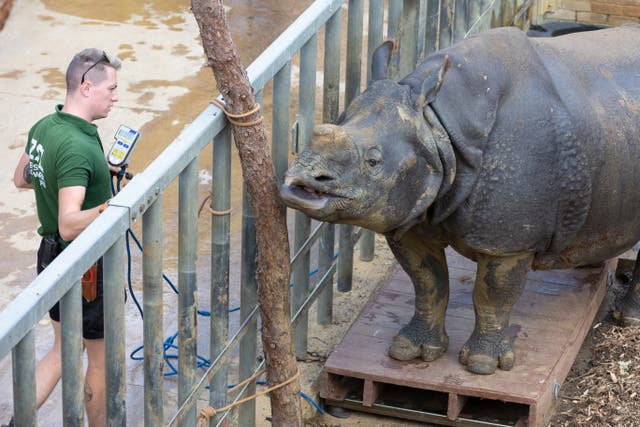 Beluki, a 26-year-old female greater one-horned rhinoceros (Rhinoceros unicornis) stepped onto an industrial weight scale (ZSL/PA)