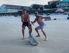 Controversy as Florida fishermen filmed dragging shark and stabbing it in head: ‘I am speechless’