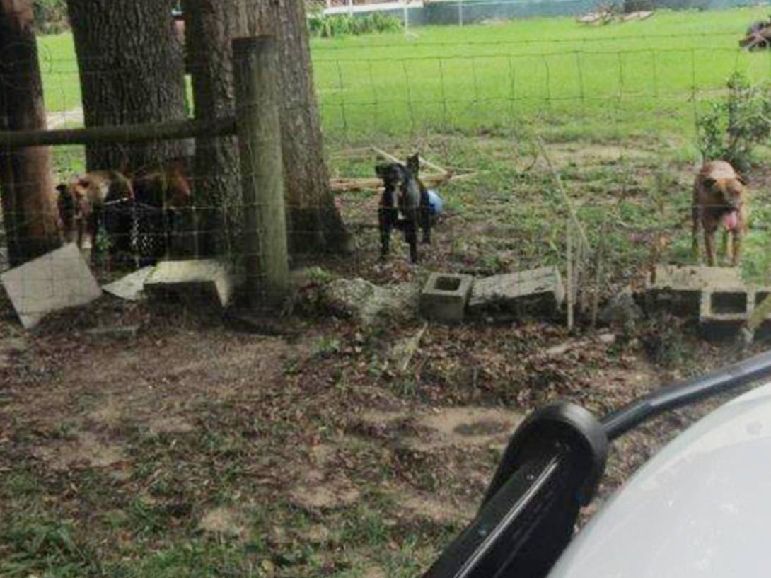 A photo of a group of dogs that attacked and killed a postal worker in Putnam County, Florida. The dogs will be humanely euthanised