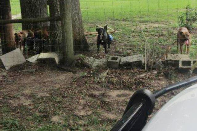 <p>A photo of a group of dogs that attacked and killed a postal worker in Putnam County, Florida. The dogs will be humanely euthanised</p>