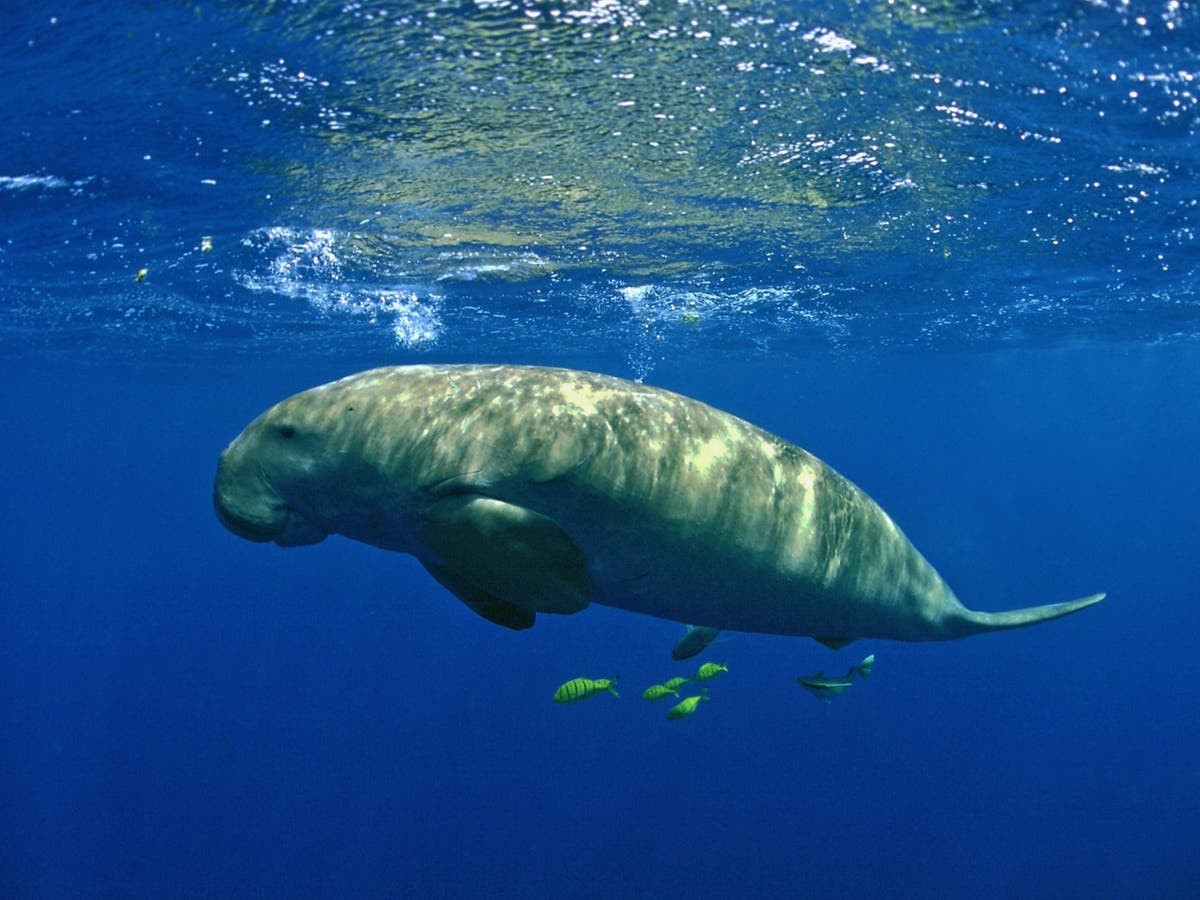 Dugong: Sea mammal that inspired fairytales declared extinct in China