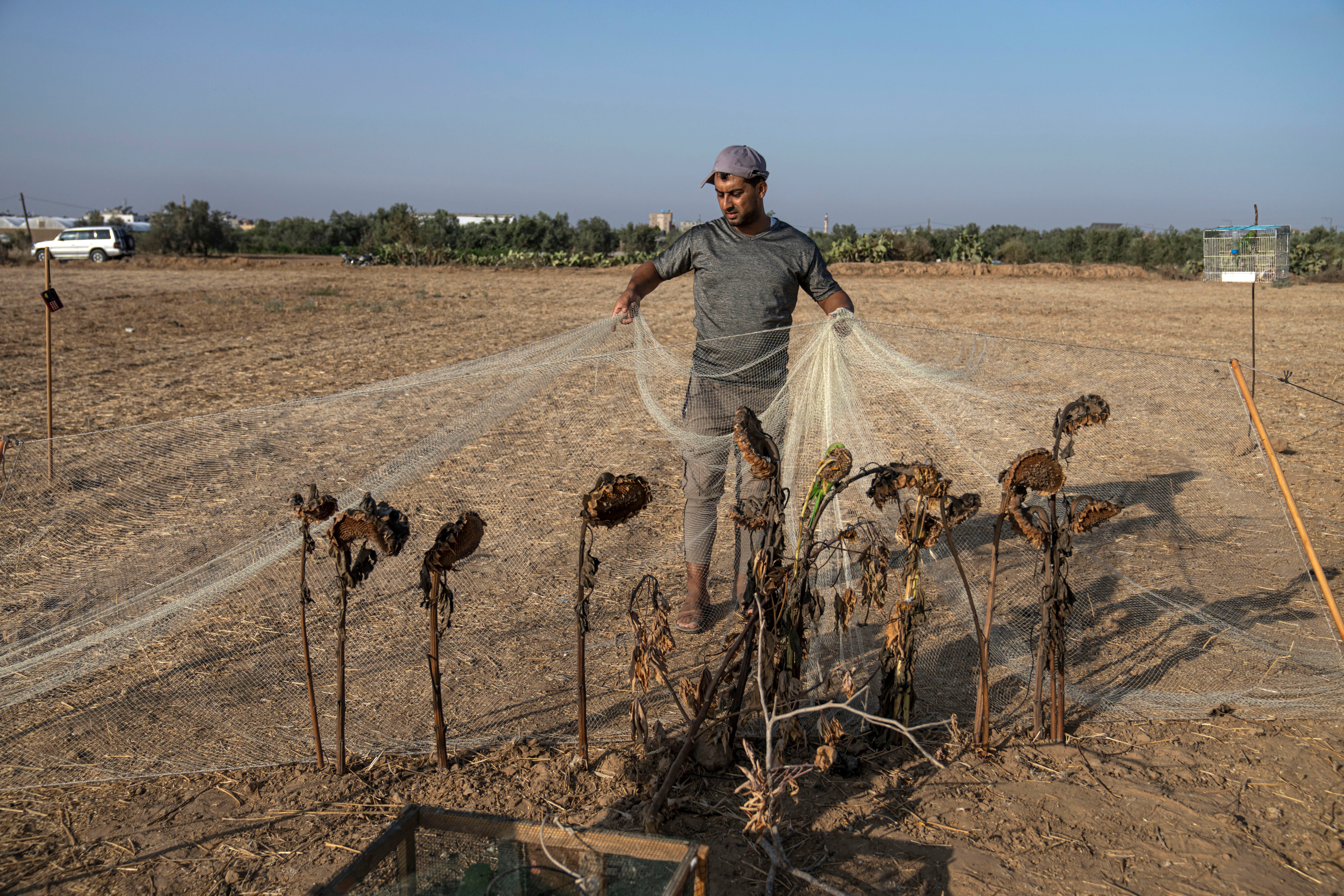 Gaza Bird Catchers